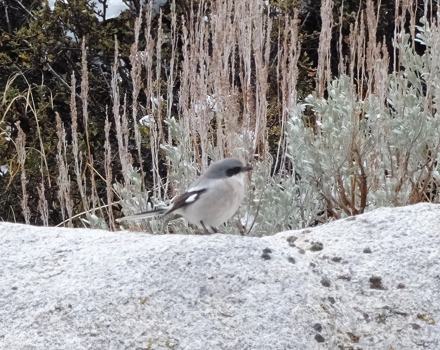 Loggerhead Shrike - ML645732680