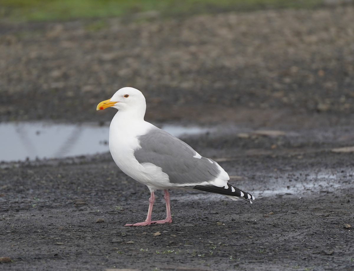 アメリカオオセグロカモメ - ML645732681