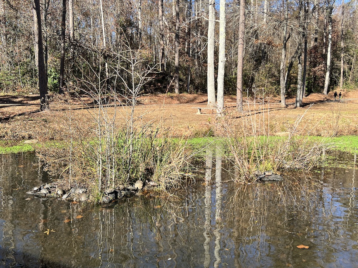 Reptiles - ML645732685