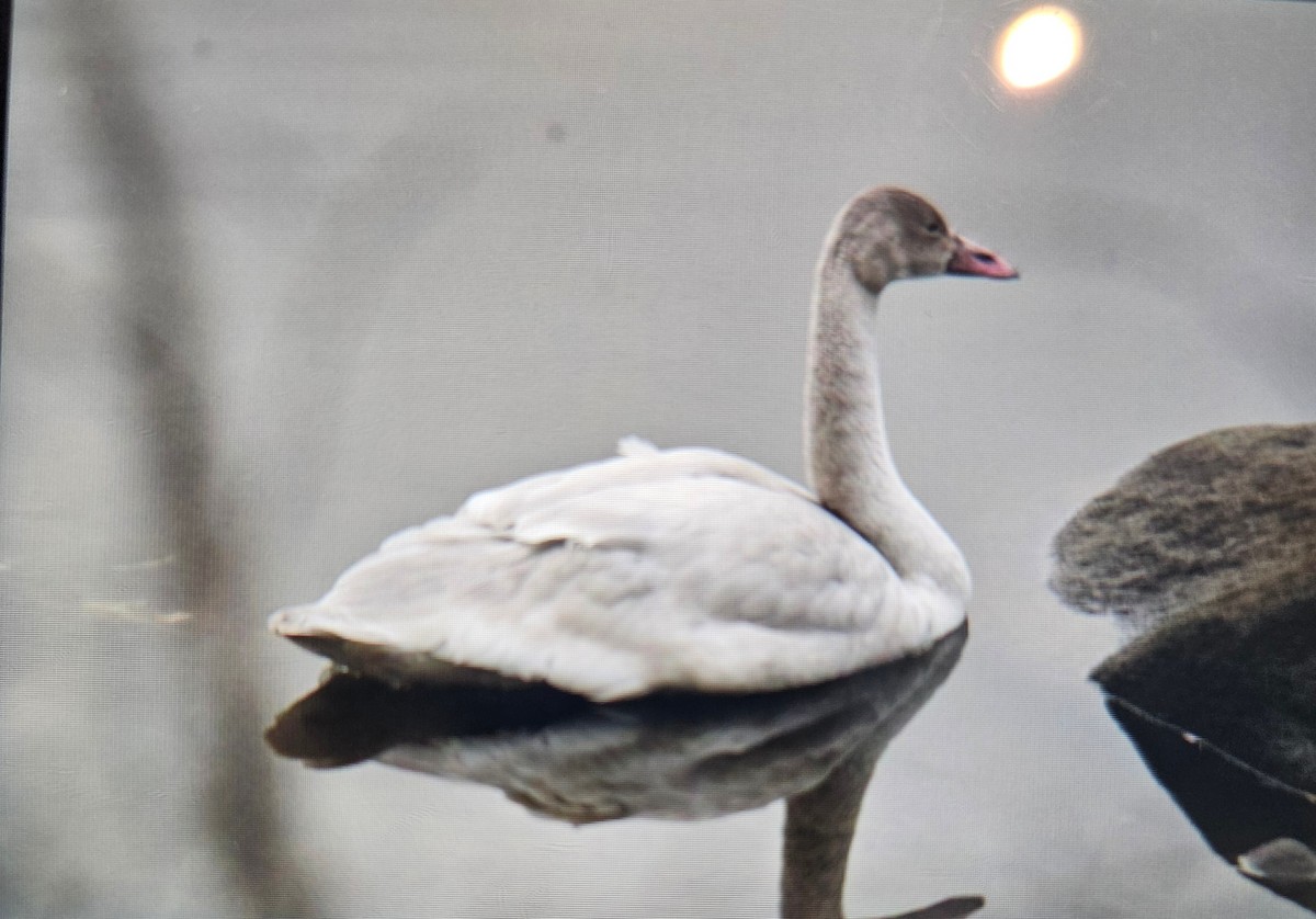 Tundra Swan - ML645732693