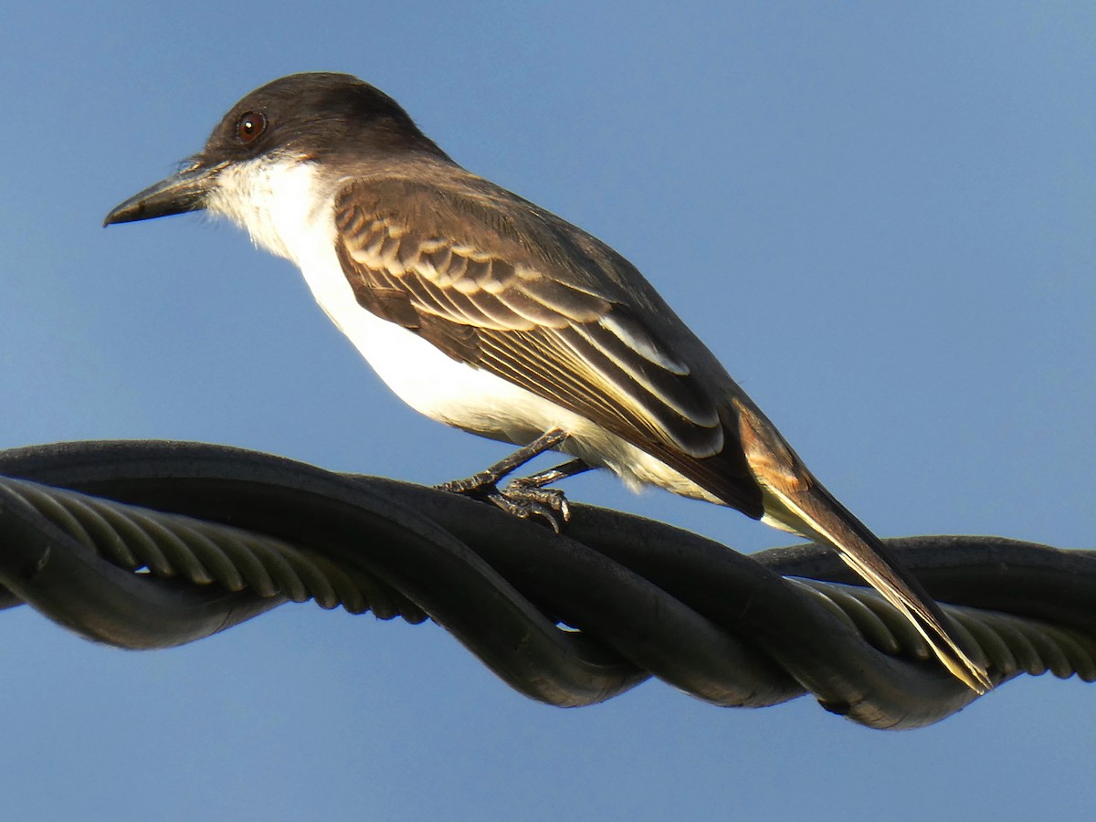 Loggerhead Kingbird - ML645732694