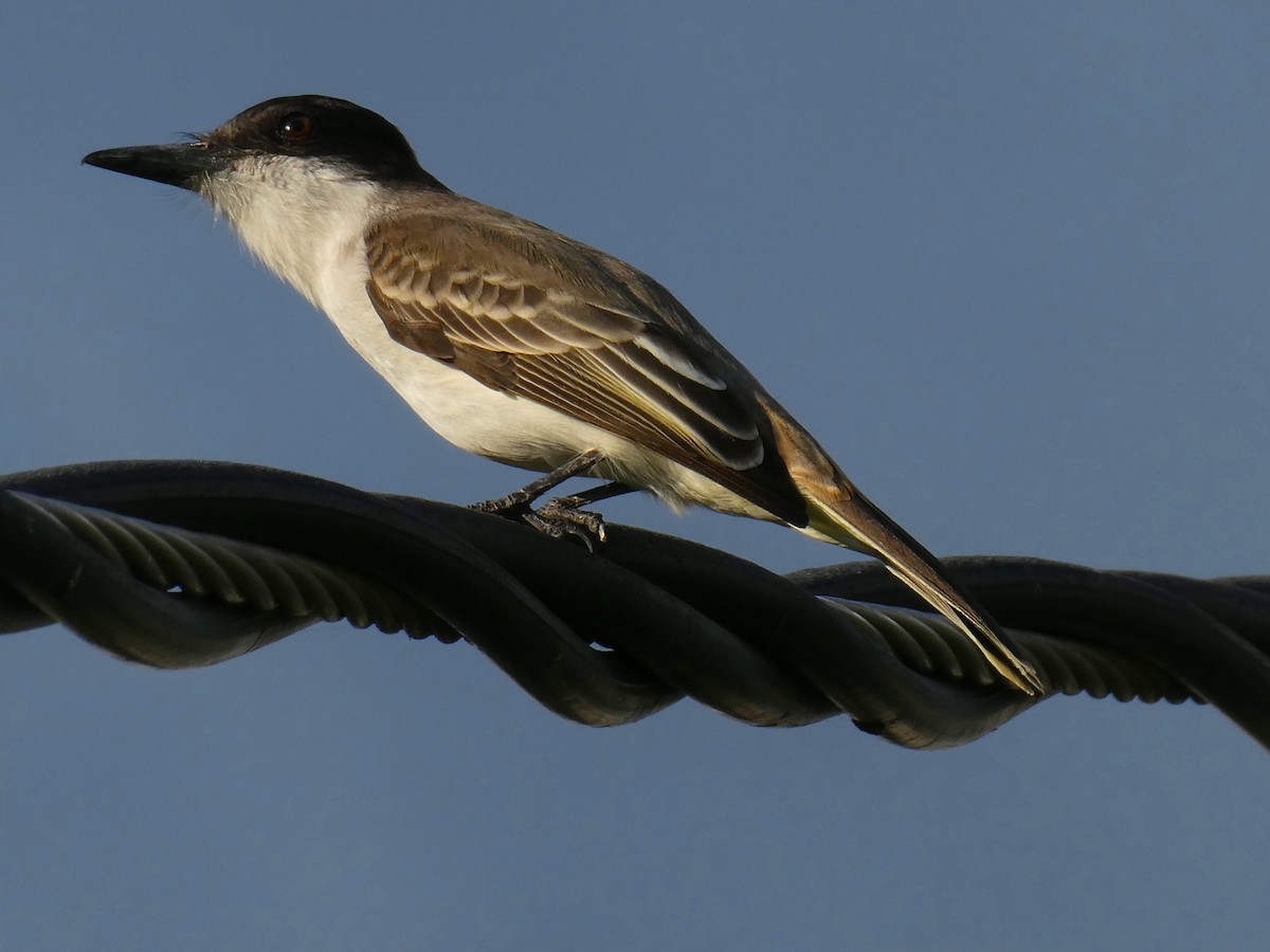 Loggerhead Kingbird - ML645732695