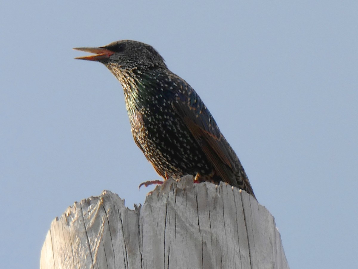 European Starling - ML645732697