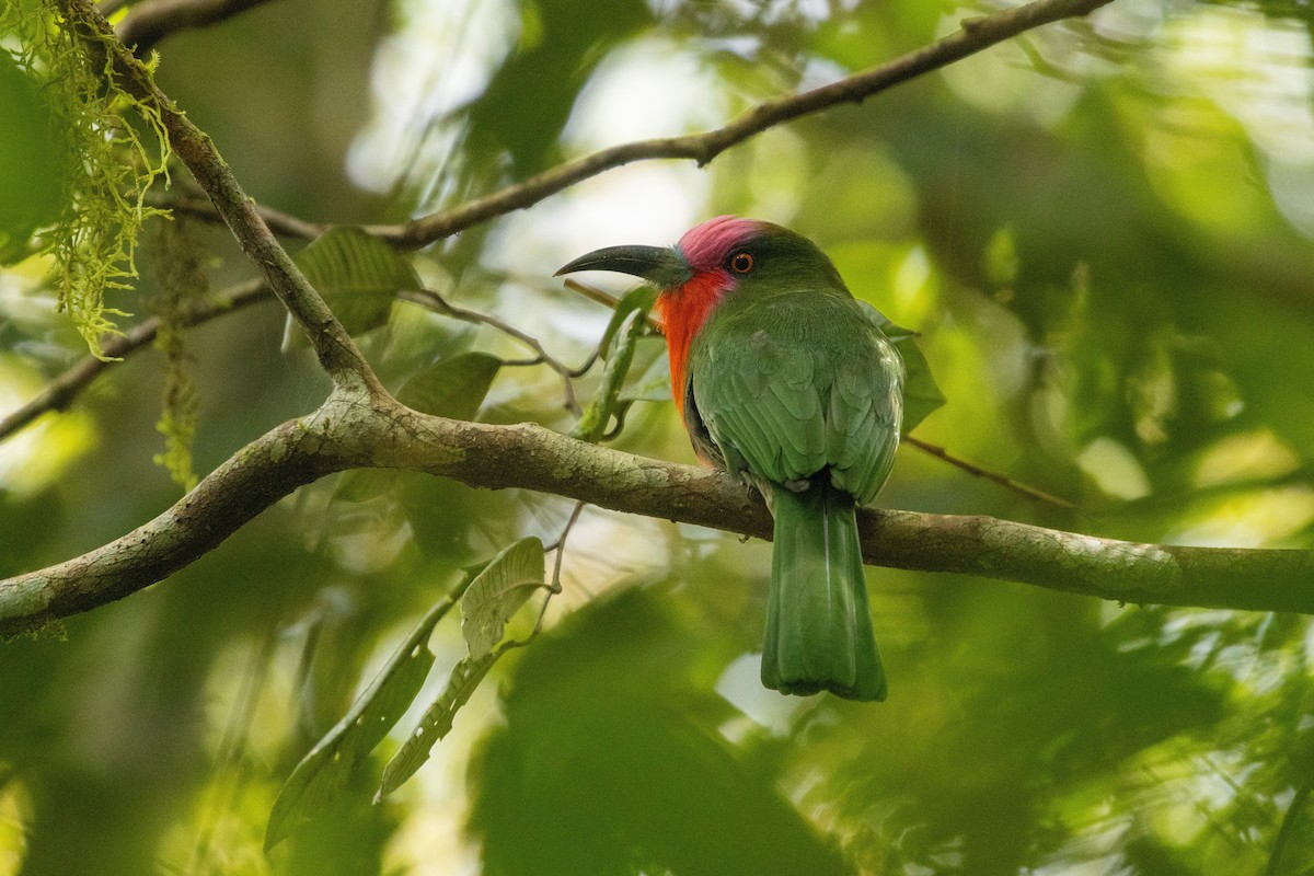 Red-bearded Bee-eater - ML645732717