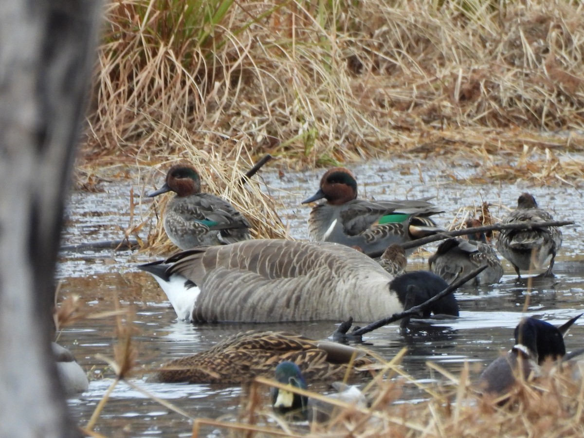Green-winged Teal - ML645732718