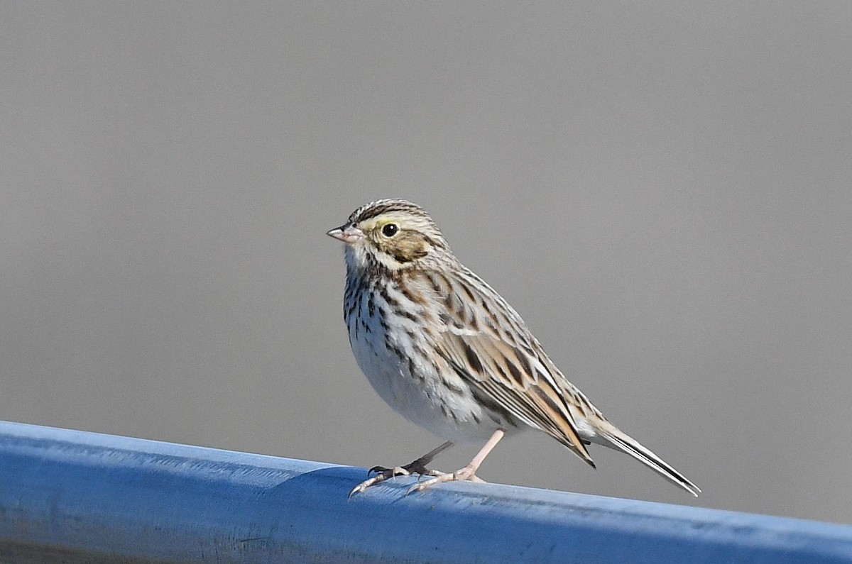 Chingolo Sabanero - ML645732720