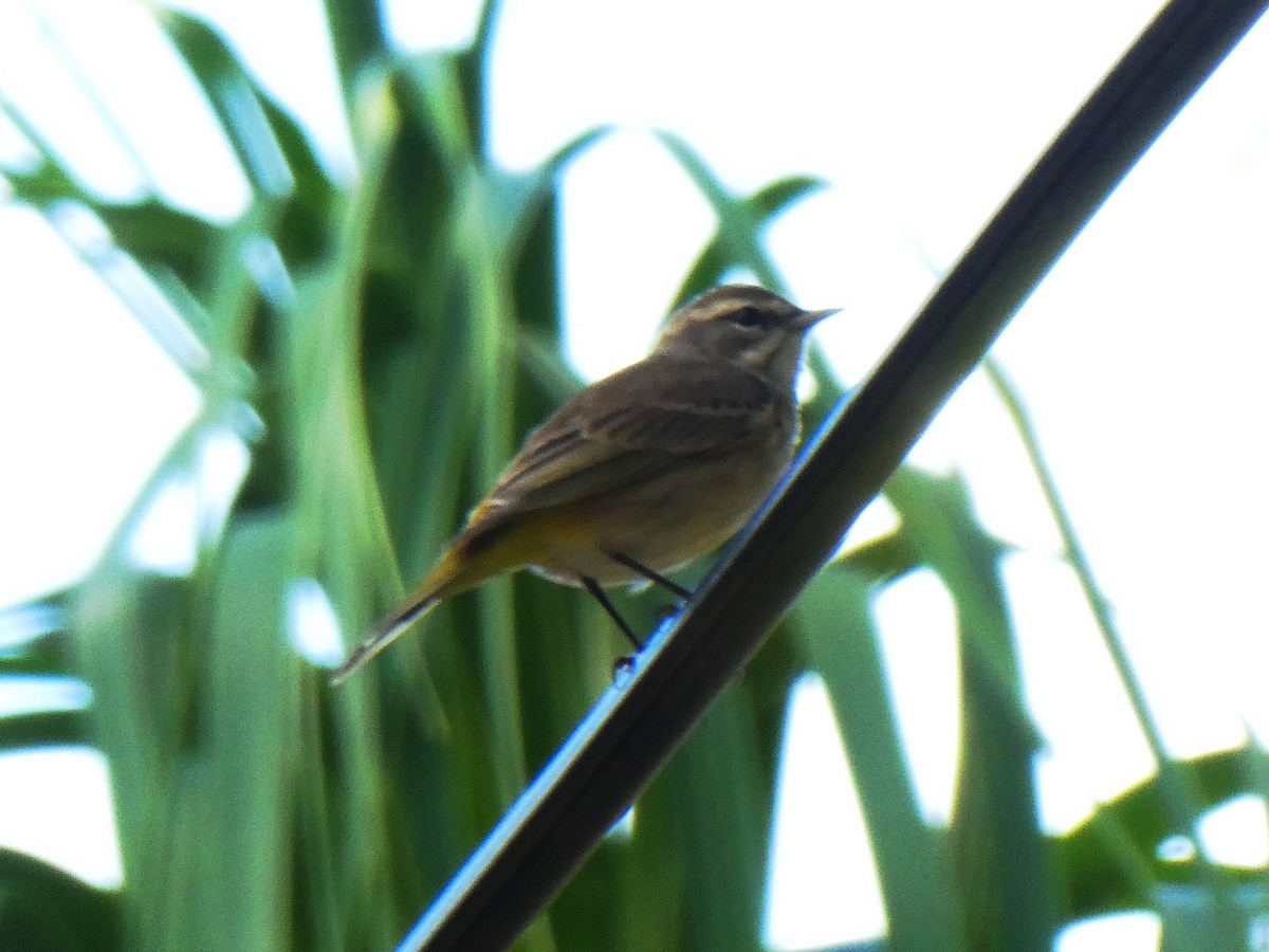 Palm Warbler - ML645732724