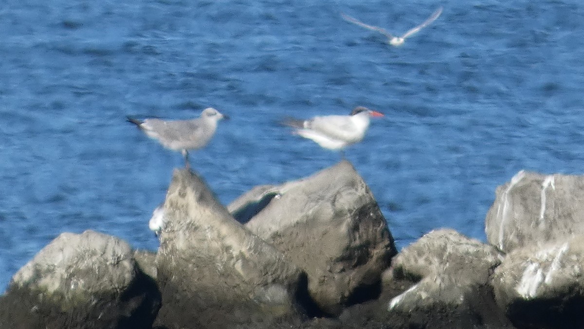 Крячок королівський - ML645732726