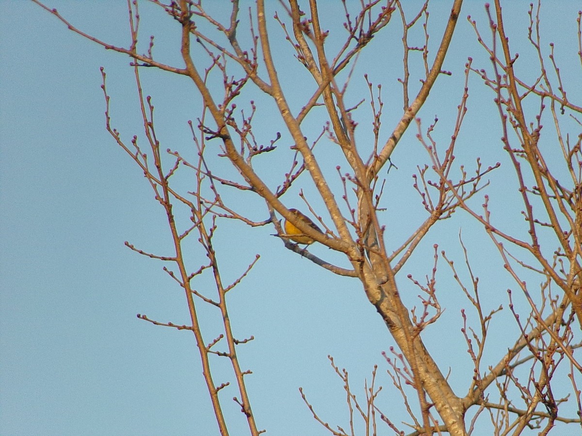 Pine Warbler - ML645732738