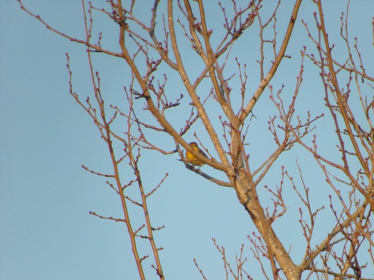 Pine Warbler - ML645732739