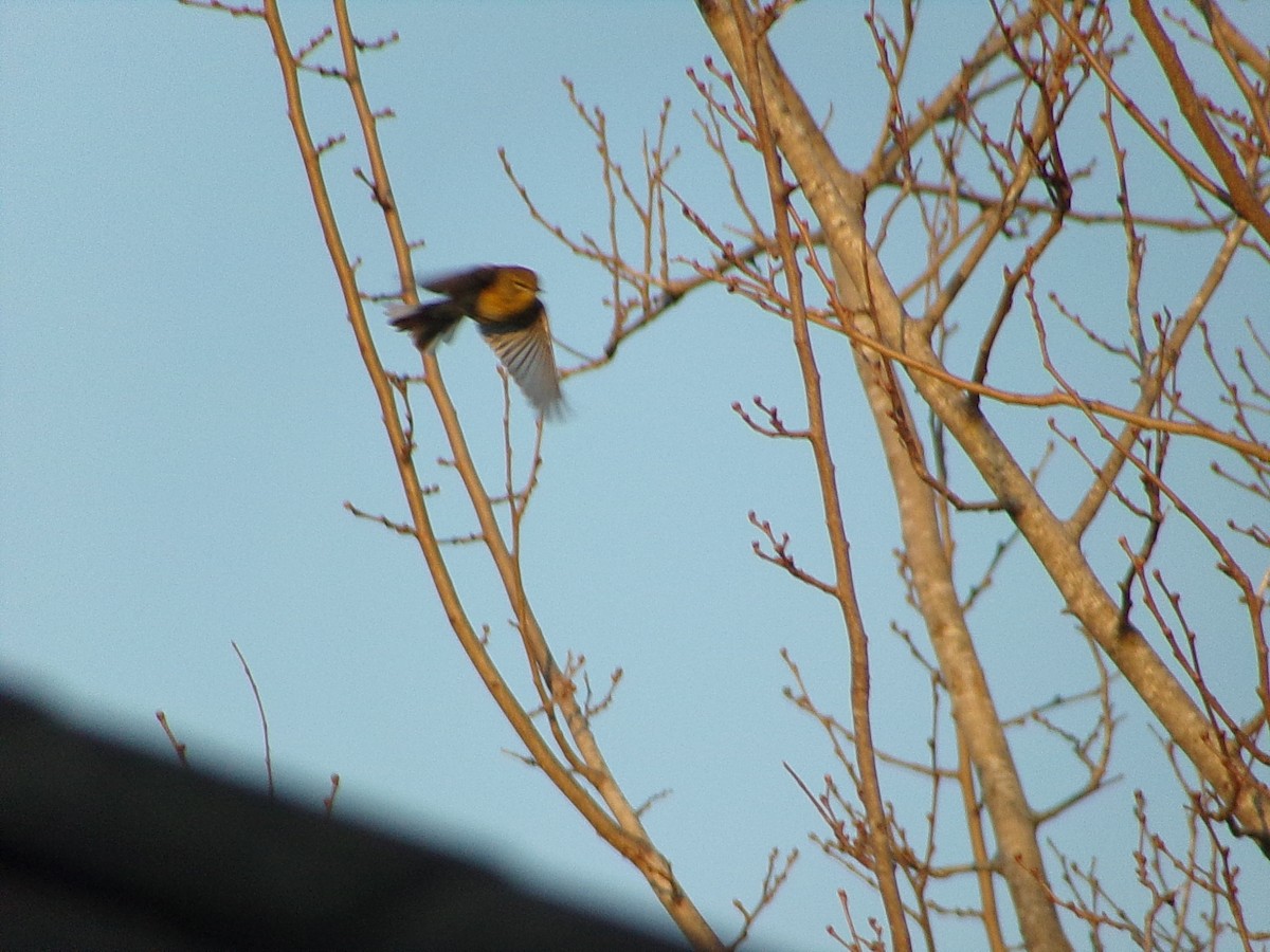 Pine Warbler - ML645732740