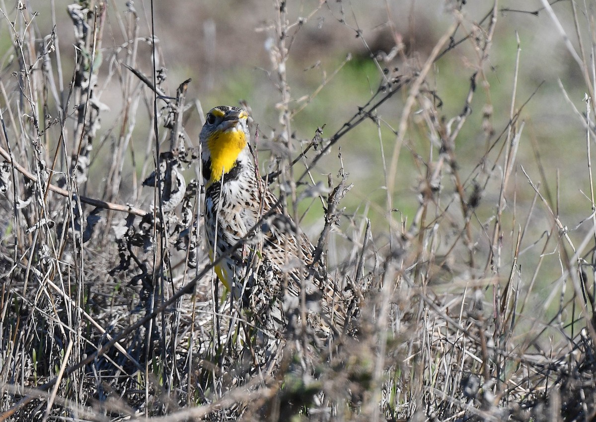 Pradero Occidental - ML645732742