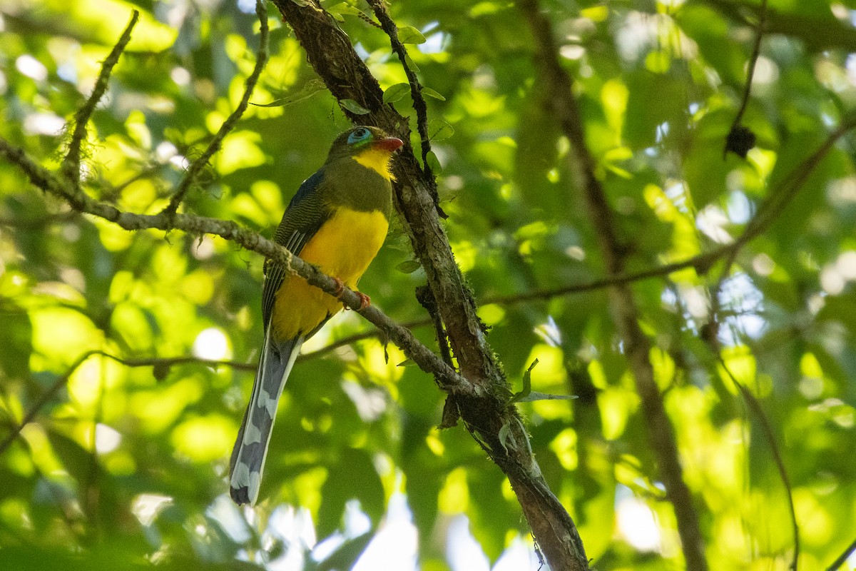 Sumatran Trogon - ML645732744