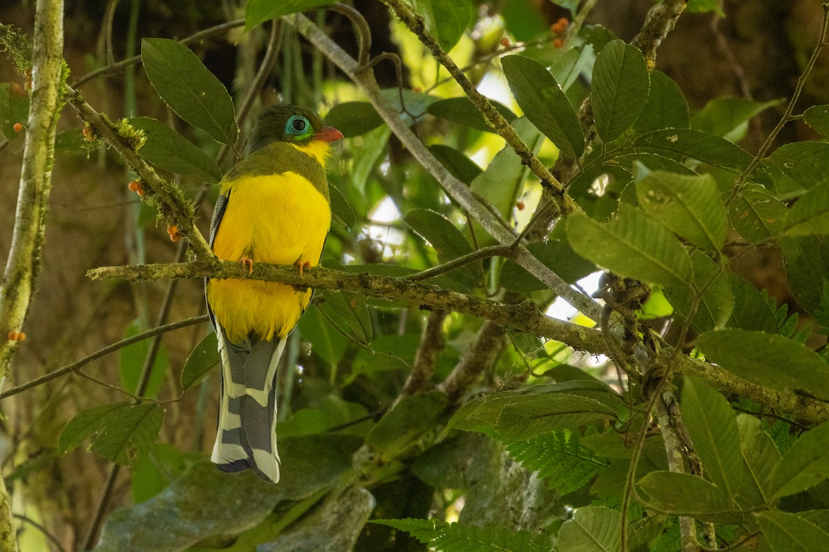 Sumatran Trogon - ML645732745