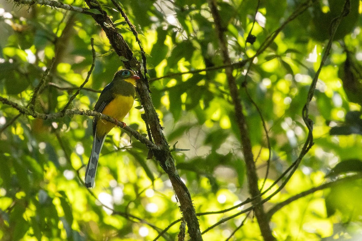 Sumatran Trogon - ML645732746