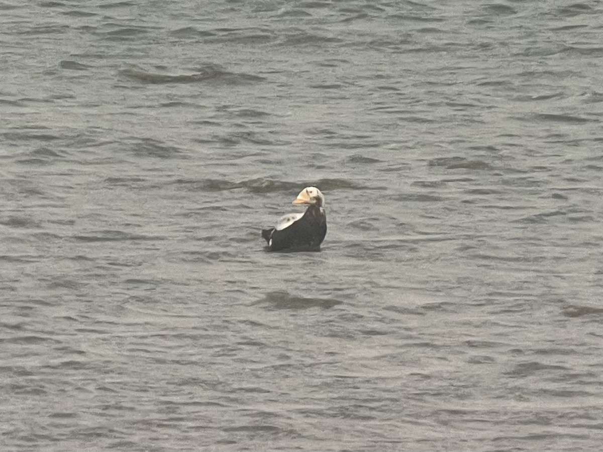 Spectacled Eider - ML645732748
