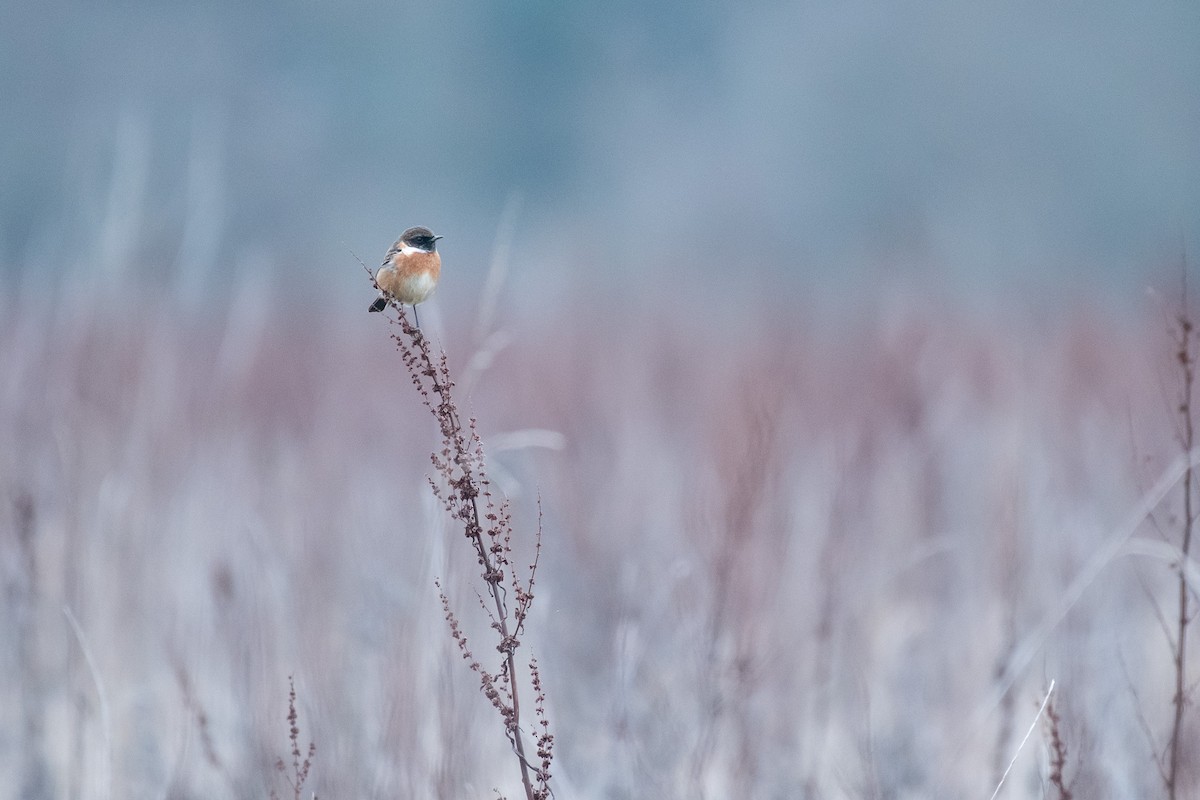 Трав'янка чорноголова - ML645732751