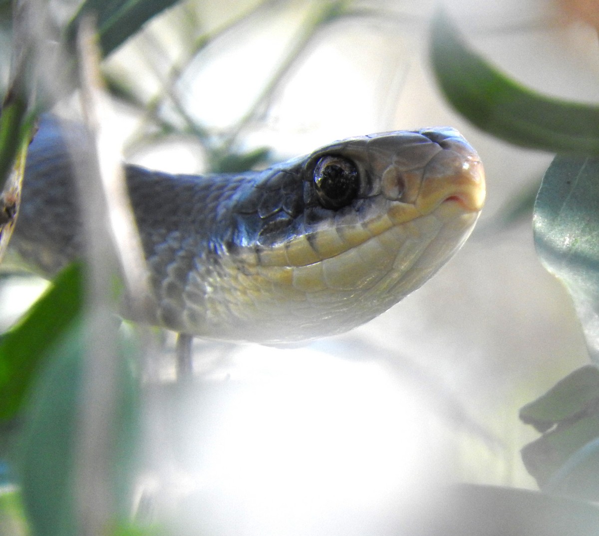 Black-masked Racer - ML645732752