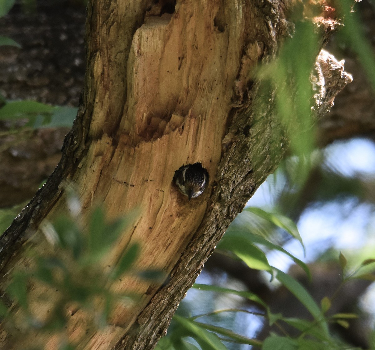 Checkered Woodpecker - ML645732754
