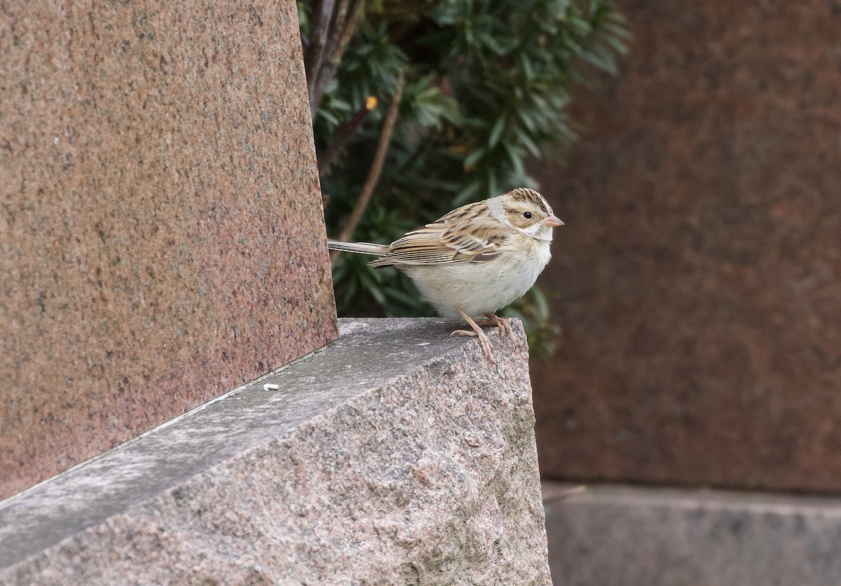 Clay-colored Sparrow - ML645732760