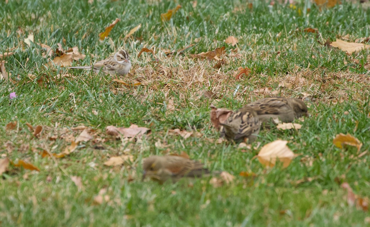 Clay-colored Sparrow - ML645732761