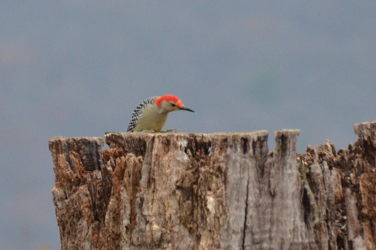 Red-bellied Woodpecker - ML645732763