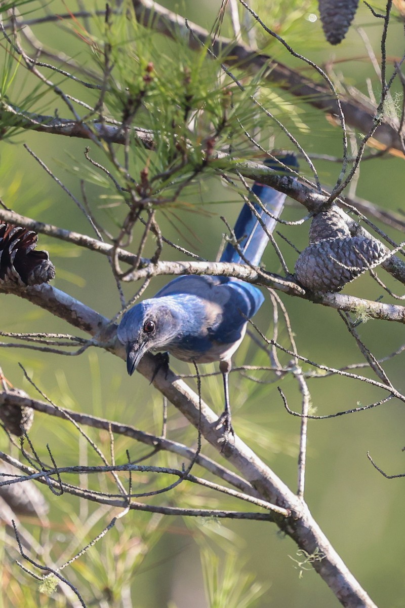 Florida Scrub-Jay - ML645732780