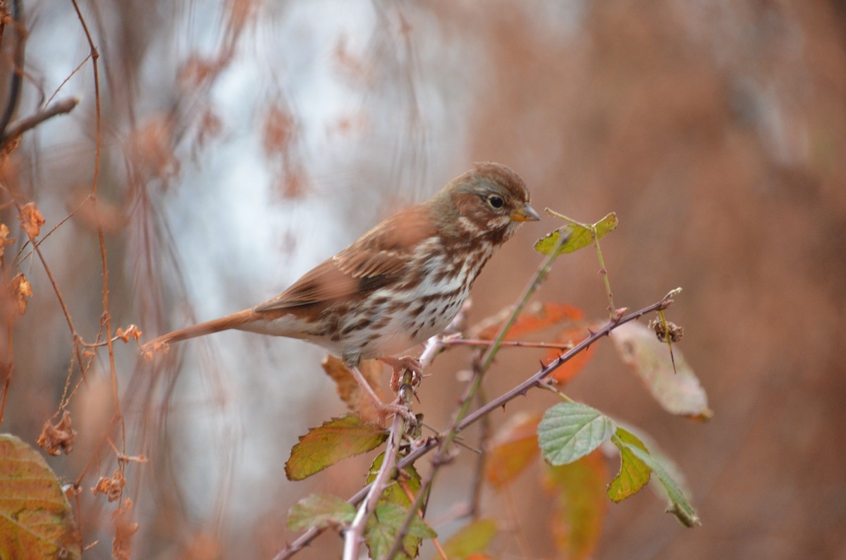 Fox Sparrow - ML645732782
