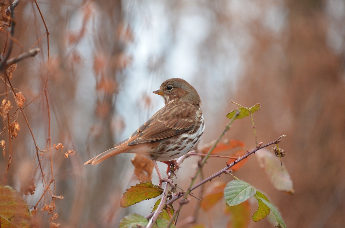 Fox Sparrow - ML645732783