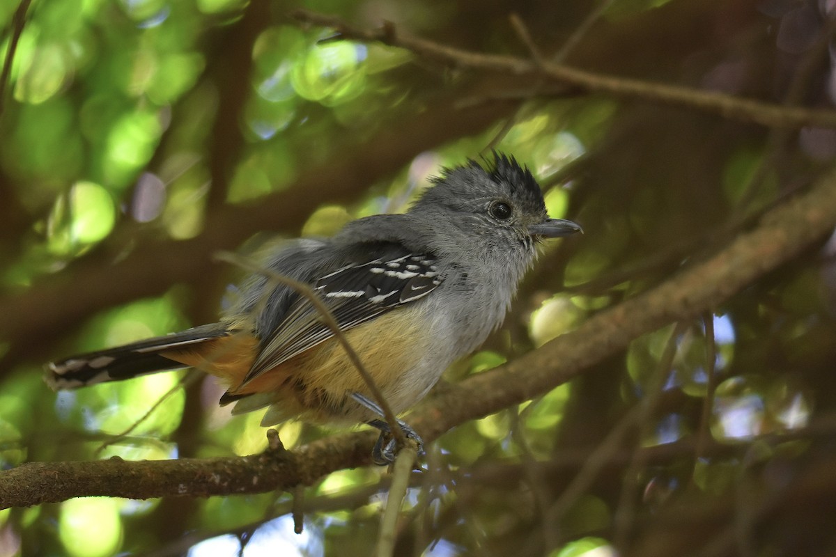 Variable Antshrike - ML645732784
