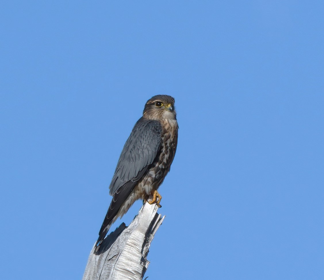 Merlin - ML645732788