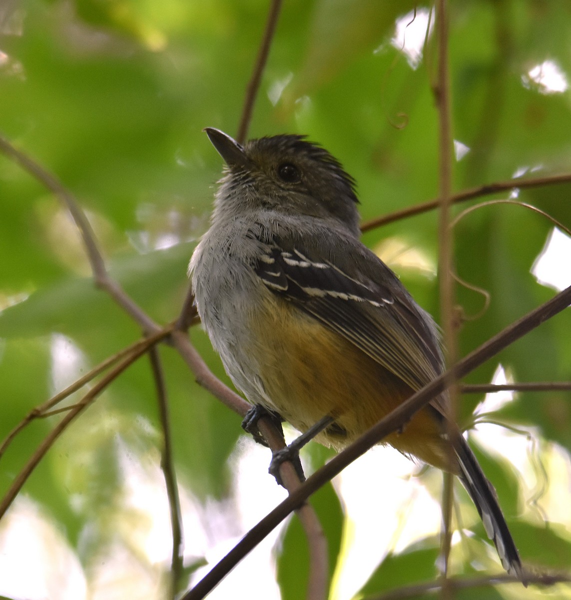 Variable Antshrike - ML645732791