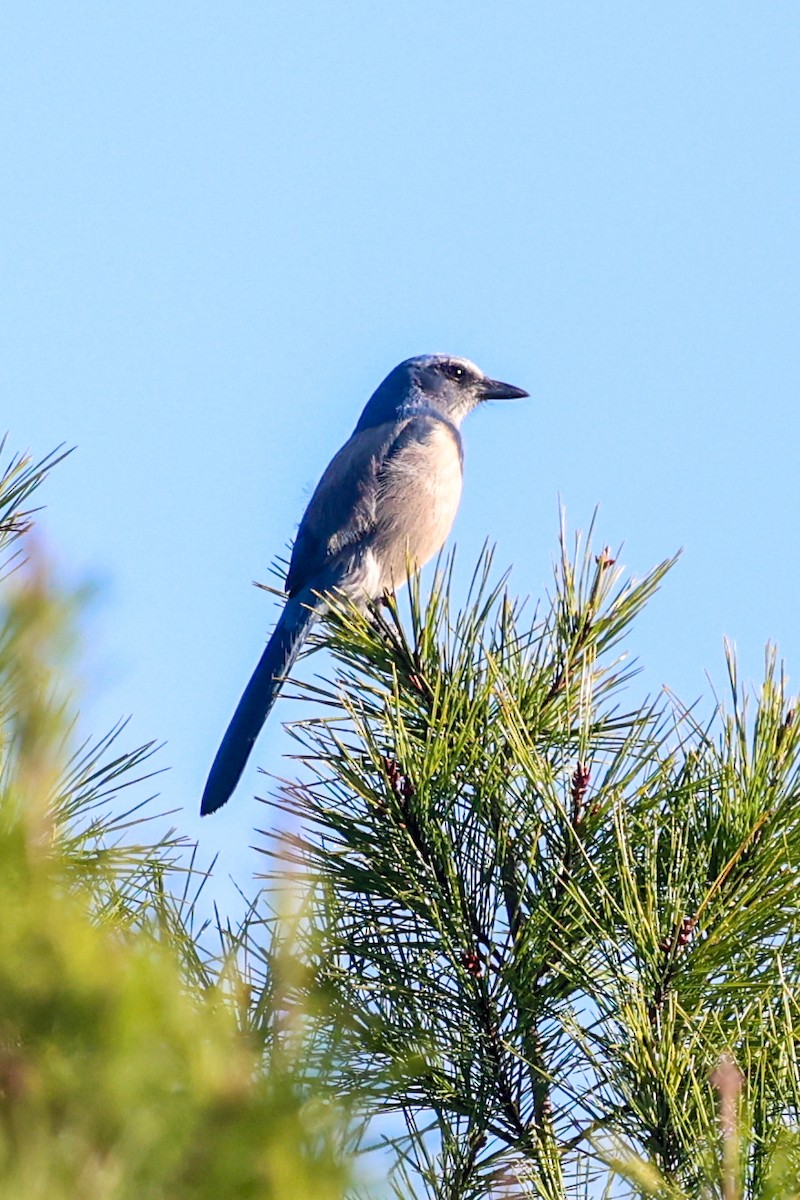 Florida Scrub-Jay - ML645732802