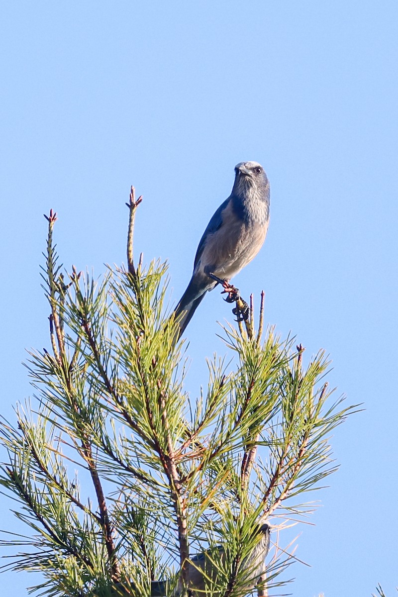 Florida Scrub-Jay - ML645732805