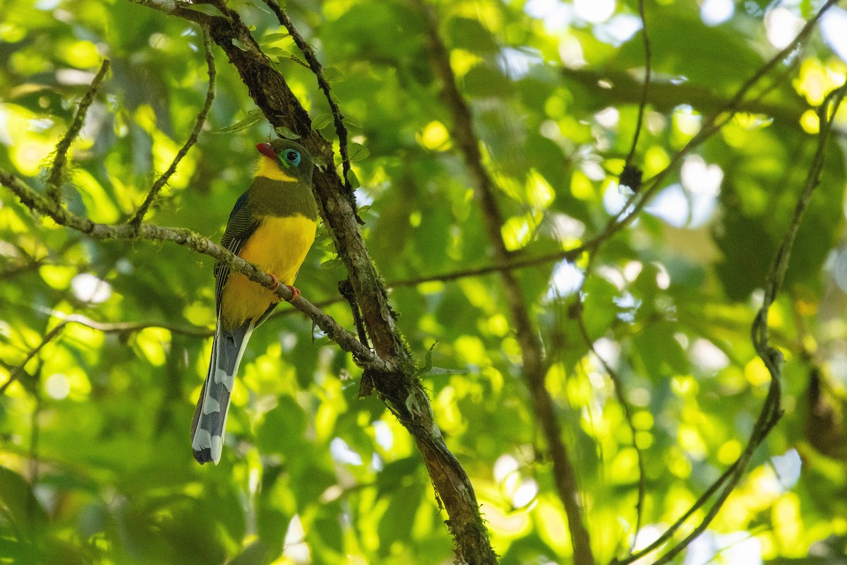Sumatran Trogon - ML645732806