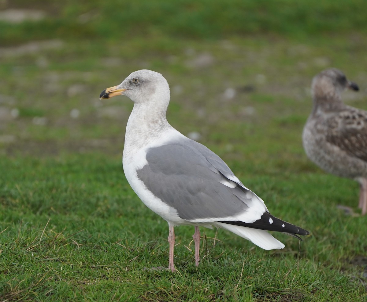 アメリカオオセグロカモメ - ML645732807