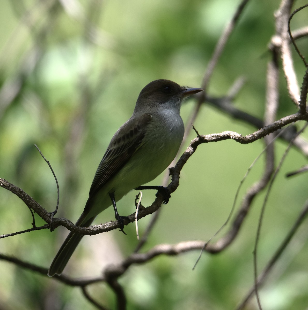 Swainson's Flycatcher - ML645732809