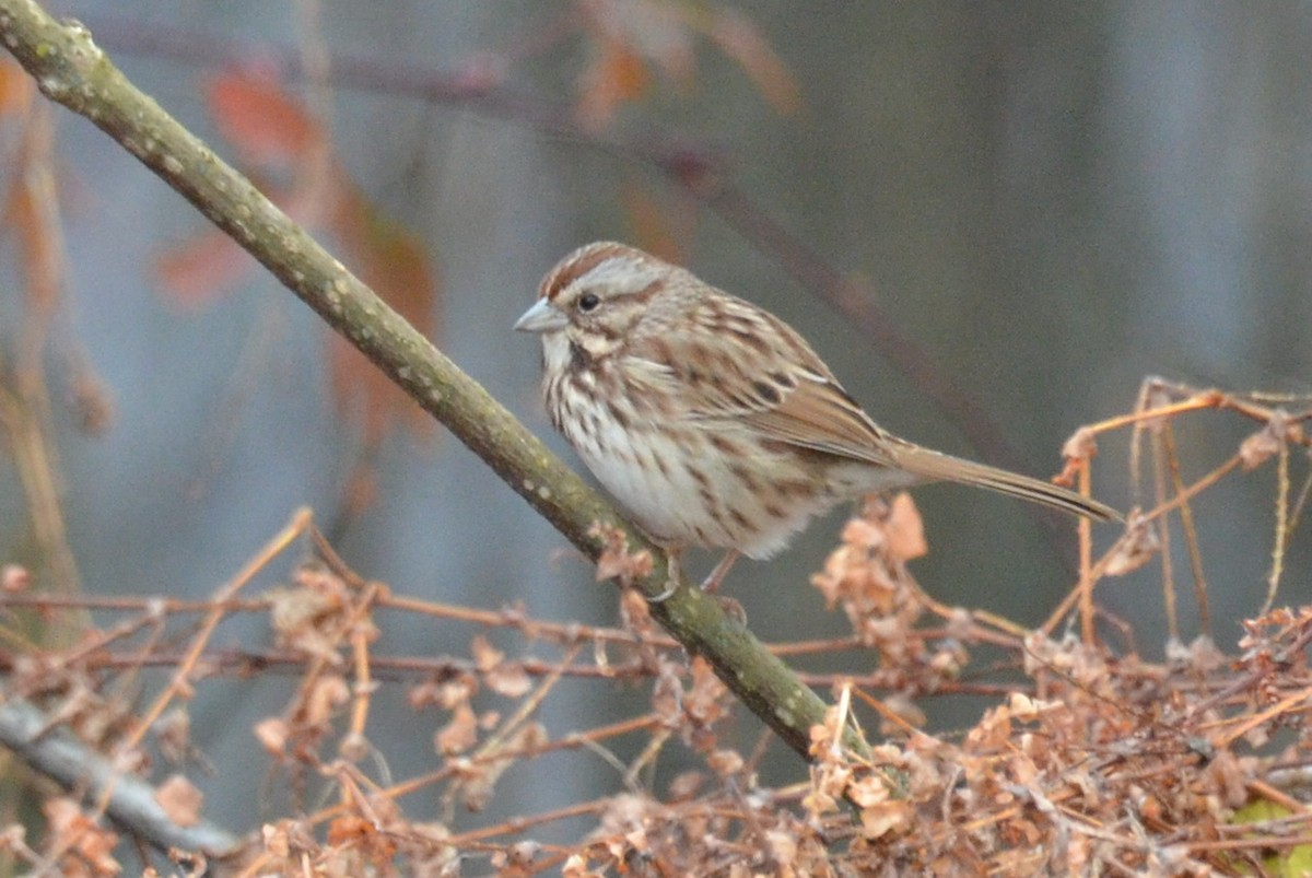 Song Sparrow - ML645732811