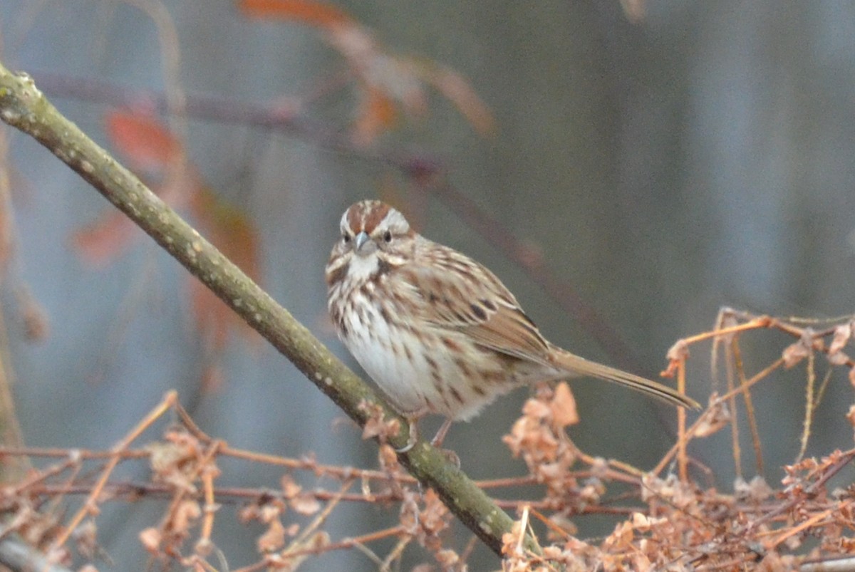 Song Sparrow - ML645732812
