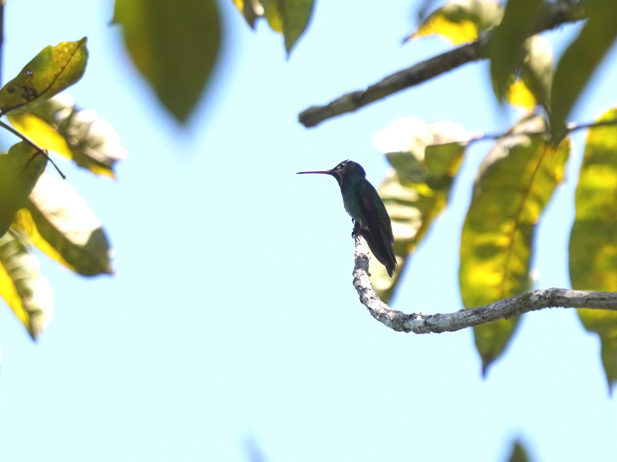 kolibřík zlatochvostý - ML645732813