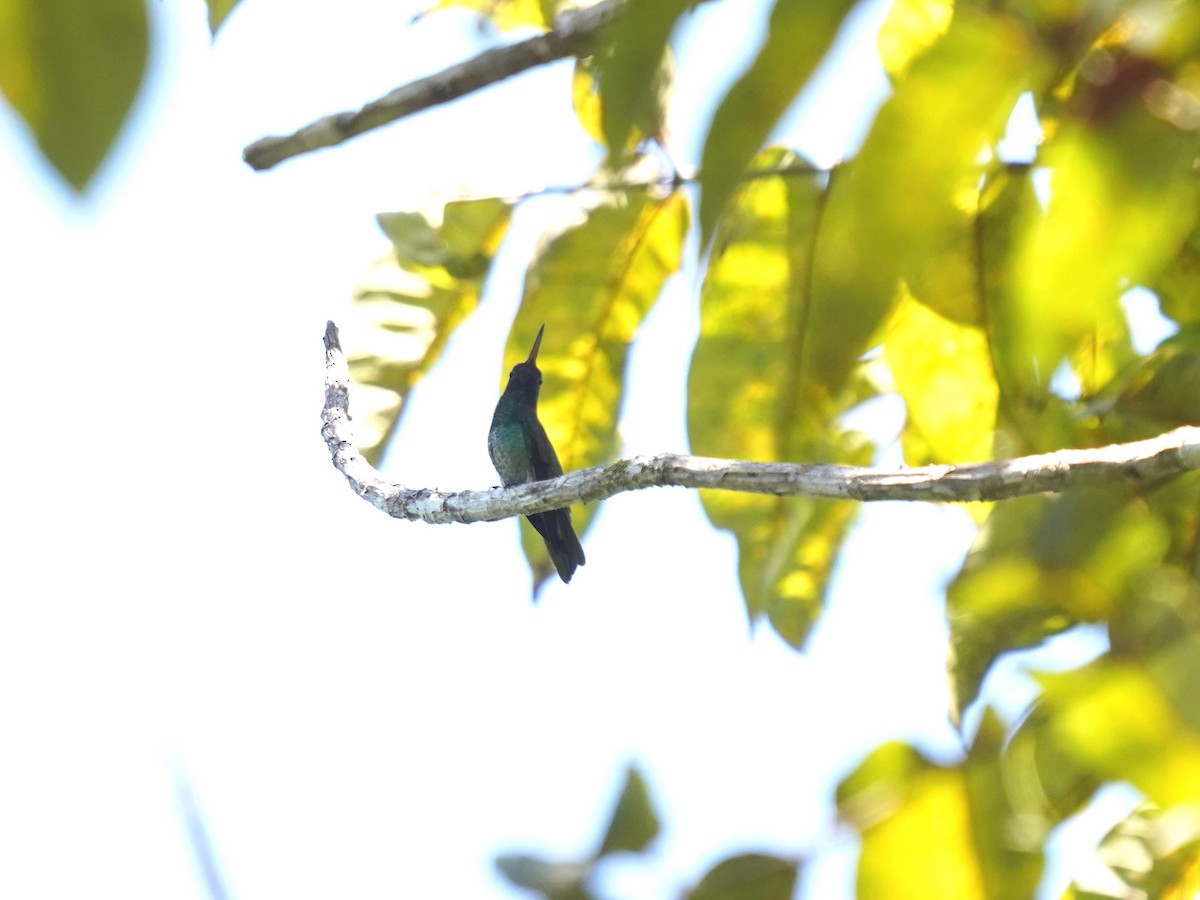 kolibřík zlatochvostý - ML645732814