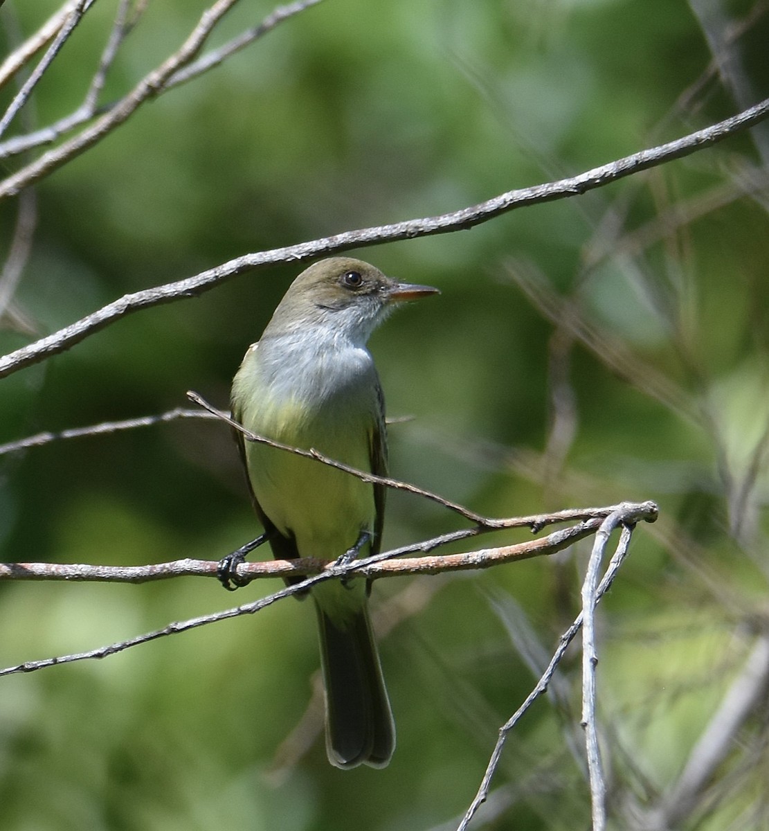 Swainson's Flycatcher - ML645732822