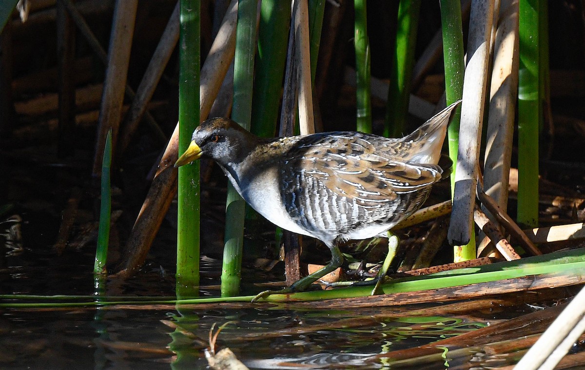 Polluela Sora - ML645732823