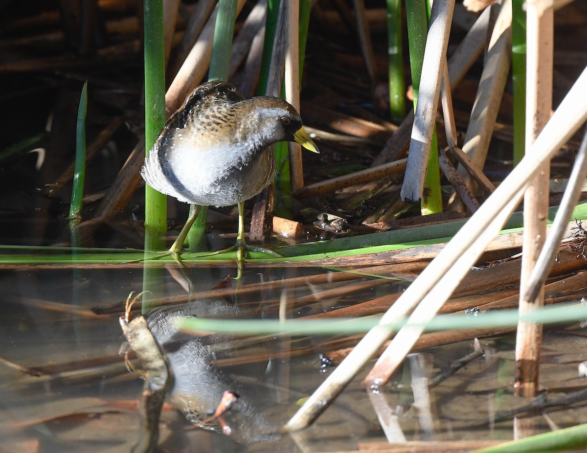 Polluela Sora - ML645732824