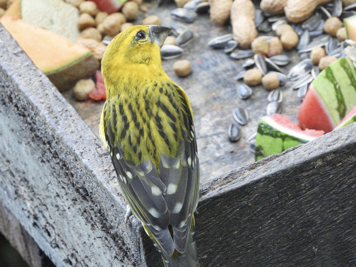 Kuzeyli Sarı Kocabaş - ML645732827