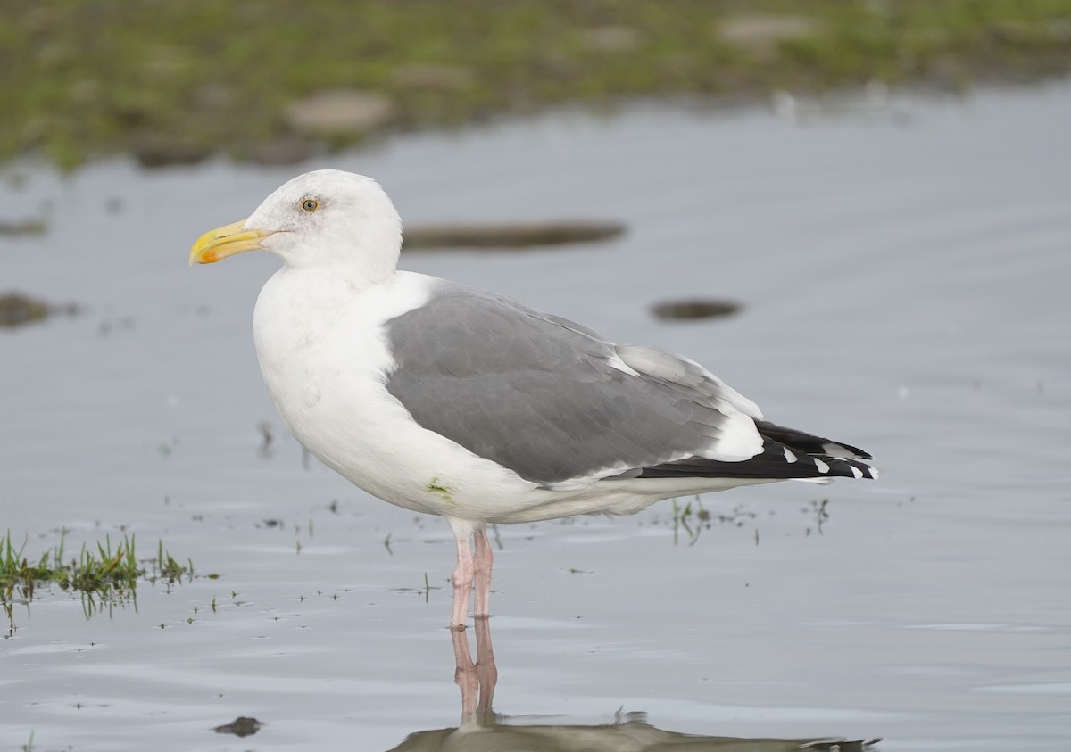 アメリカオオセグロカモメ - ML645732829