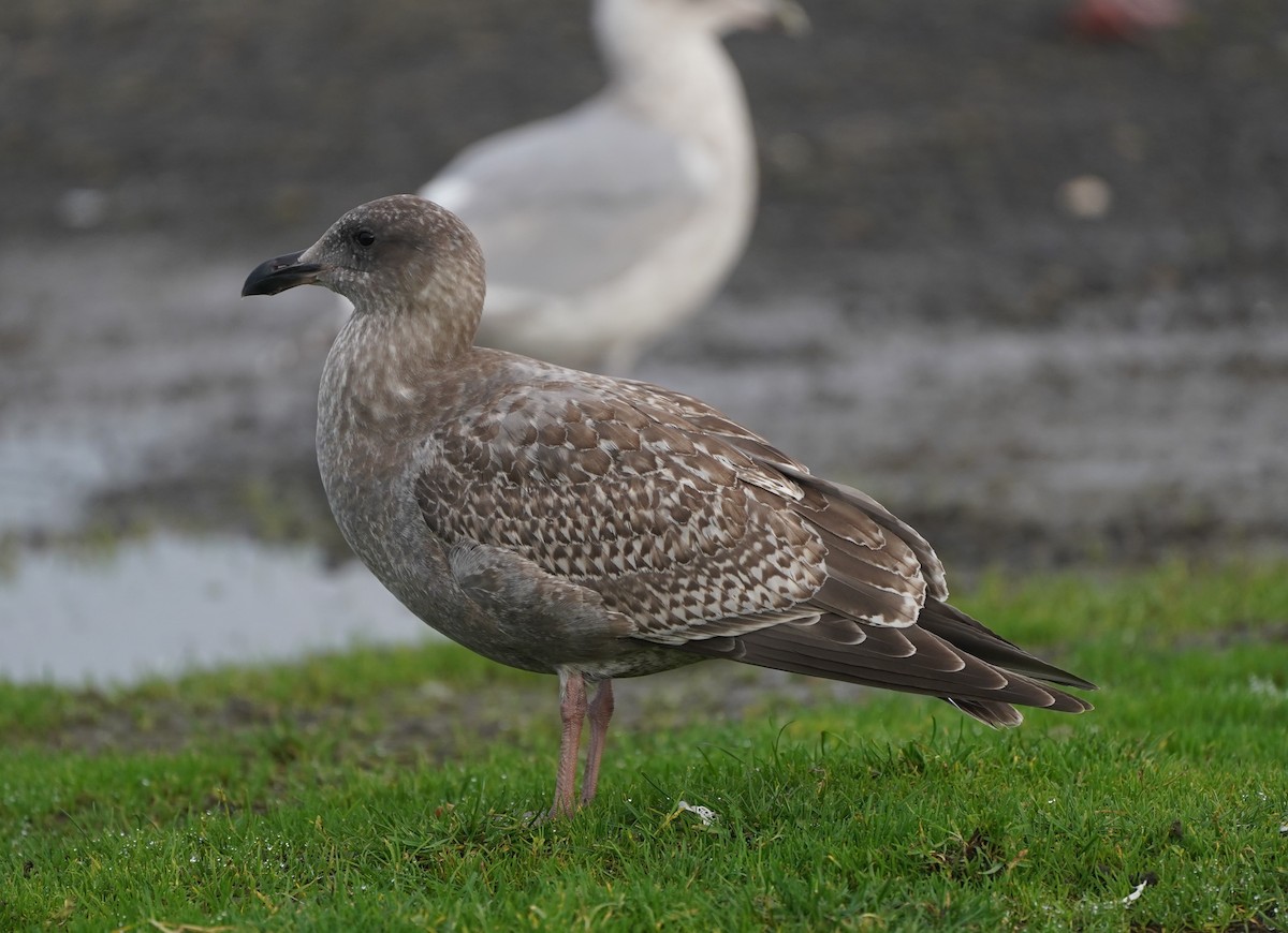 アメリカオオセグロカモメ - ML645732830