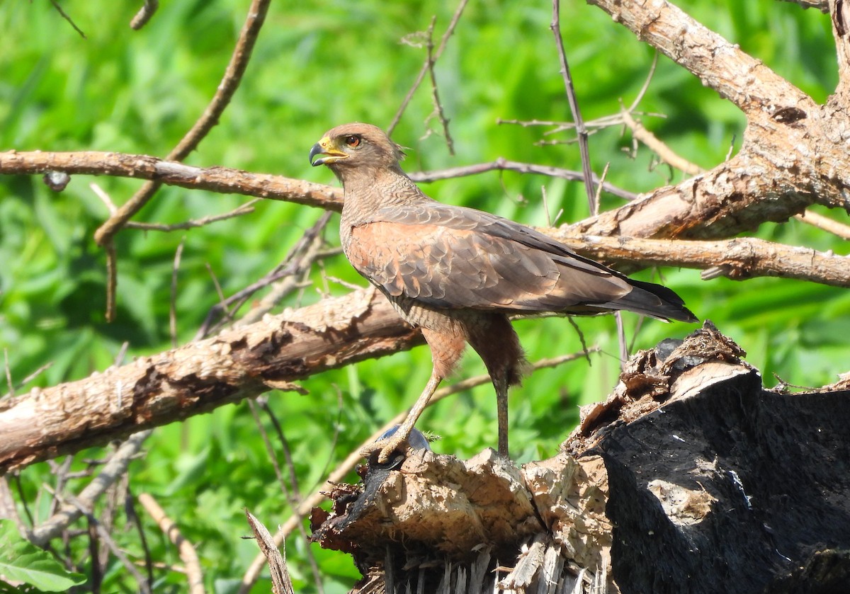 Busardo Sabanero - ML645732832