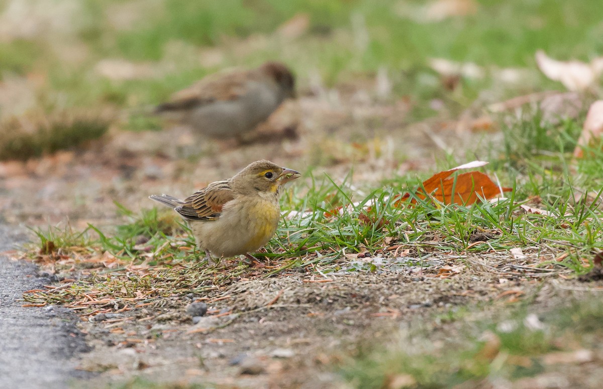 Dickcissel - ML645732842