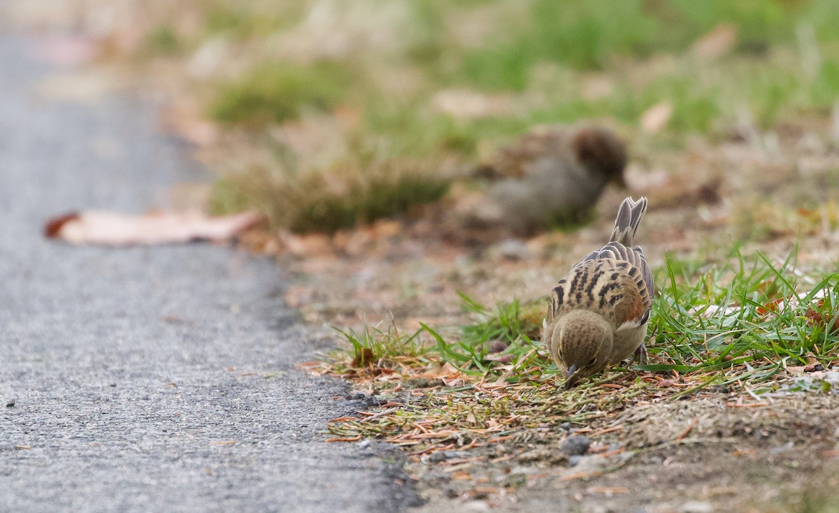 Dickcissel - ML645732843